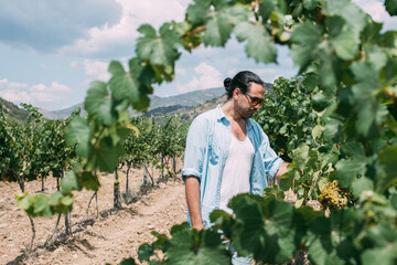 Grape harvest and a man in a vineyard in late summer.