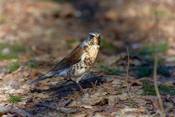 The fieldfare, Turdus pilaris. Large species of thrush with white abdomen, brown back, orange beak...