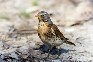 The fieldfare, Turdus pilaris. Large species of thrush with white abdomen, brown back, orange beak and throat and gray head.