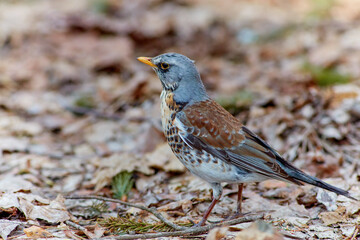The fieldfare, Turdus pilaris. Large species of thrush with white abdomen, brown back, orange beak and throat and gray head.