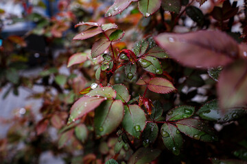 Obraz premium gotas de lluvia sobre hojas