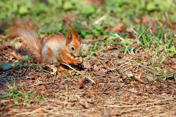 Naklejka na ściany i meble An orange squirrel has found a walnut among the fallen leaves and is chewing on it.