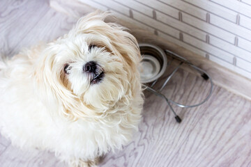 Small white maltese dog sitting near the empty bowl and waiting for a dog food. - obrazy, fototapety, plakaty