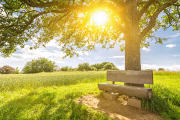 Cosy wooden bench under a tree in idyllic rural landscape with sun shining trough the leaves in spring - obrazy, fototapety, plakaty