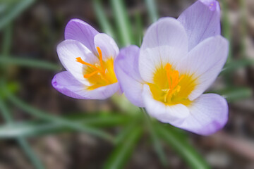 Spring flowers with purple petals. Early Spring Flowers. Crocus vernus. Spring crocus. Soft focus. Macro. Close-up.