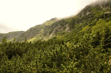 Góry pokryte lasami iglastymi.