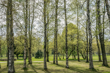 Fototapeta premium Spring landscape with birch grove in city park.