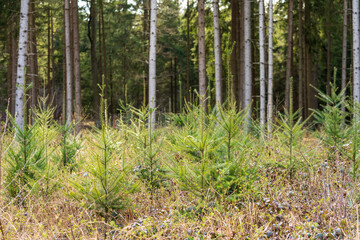 Jungwald im Vordergrund ausgewachsene Bäume im Hintergrund