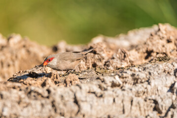 Common waxbill (Estrilda astrild) is a small passerine bird, native to tropical and southern Africa.