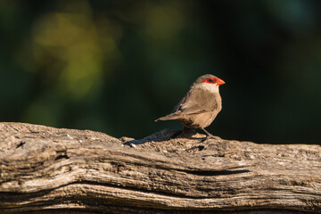 Common waxbill (Estrilda astrild) is a small passerine bird, native to tropical and southern Africa.