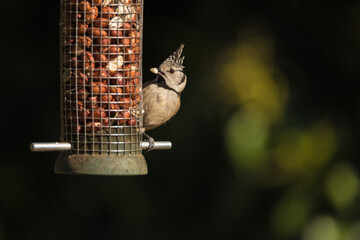 The European crested tit, or simply crested tit (Lophophanes cristatus) is a passerine bird in the tit family Paridae.