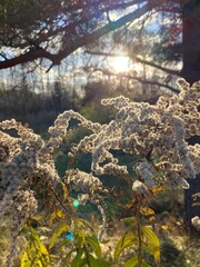 forest in the morning