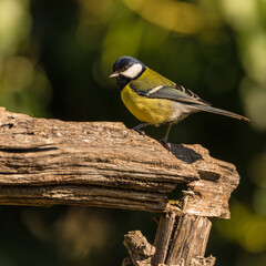 A close-up of Great tit (Parus major) in the forest.