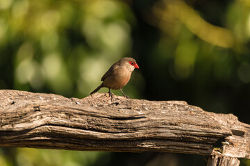 Common waxbill (Estrilda astrild) is a small passerine bird, native to tropical and southern Africa.