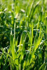 Water drops on wheat plants