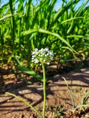 onions growing in a field