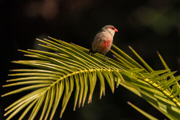 Common waxbill (Estrilda astrild) is a small passerine bird, native to tropical and southern Africa.