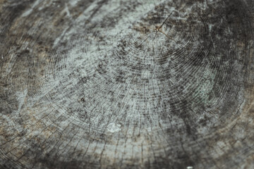 Old wood texture. Surface with a circle about the growth of a tree. Foundation for design