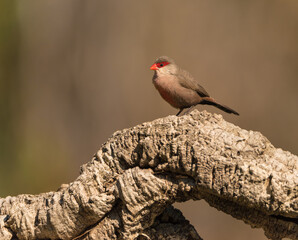 Common waxbill (Estrilda astrild) is a small passerine bird, native to tropical and southern Africa.