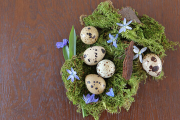 Eine Komposition aus Wachteleiern und  Moss mit Blausternen auf dem braunen Hintergrund.