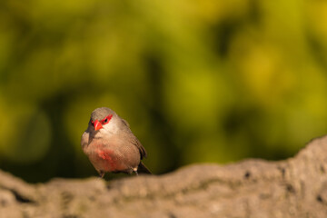 Common waxbill (Estrilda astrild) is a small passerine bird, native to tropical and southern Africa.