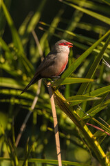 Common waxbill (Estrilda astrild) is a small passerine bird, native to tropical and southern Africa.