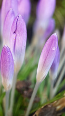 Purple crocus spring garden