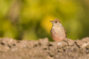 A close-up of Blackcap (Sylvia atricapilla) among the stones. 