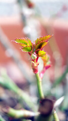 Rose leaves spring