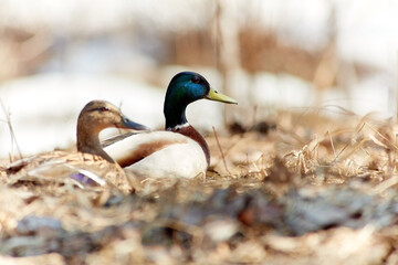 Mallard ducks, female and male, rest in a shelter in dense, dry grass.