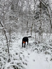 dog in snow