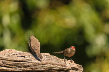 Common waxbill (Estrilda astrild) is a small passerine bird, native to tropical and southern Africa.