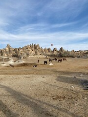 horses in the desert