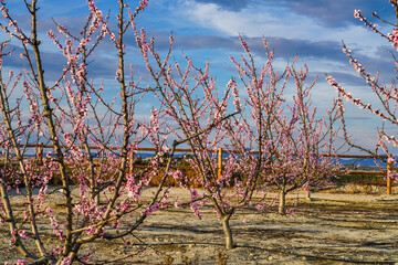 Peach blossom in Cieza La Torre in the Murcia region in Spain