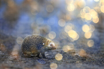animal wild in nature hedgehog in the forest, european hedgehog runs