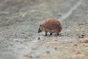 animal wild in nature hedgehog in the forest, european hedgehog runs