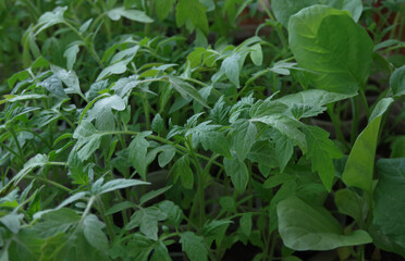 Seedlings of tomato and eggplant on the balcony. Sunny day. Selective focus.