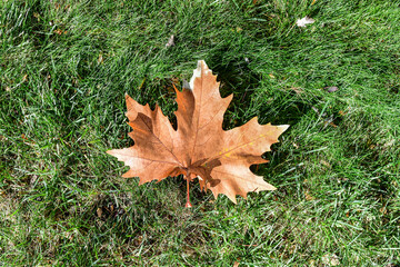 Colorful autumn leaves