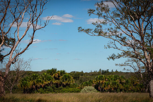 Paisagem, Arvores e Palmeiras ao fundo, Munic&iacute;pio de Uberl&acirc;ndia Minas Gerais, Brasil