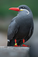 Inca tern, Larosterna inca, sits on a wood and looks into the camera