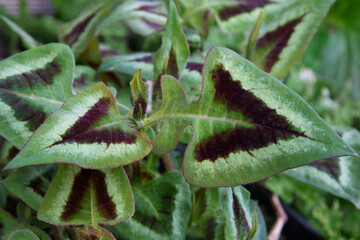 Knotweed fleece flower Persicaria microcephala 'Purple Fantasy')