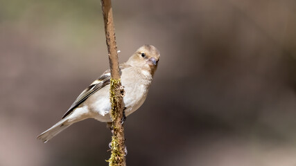 bird, natur, ast, wild lebende tiere, tier, spatz, wild, baum, schnabel