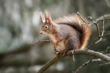 Naklejka na ściany i meble Squirrel on a tree branch 