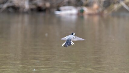 bird, natur, wild lebende tiere, tier, wasser, schnabel,