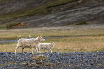 Fototapeta premium Iceland