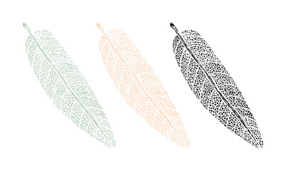 Botanical drawing print of a sage leaf