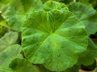 A green leaf of pelargonium in the middle in the foreground is large with water droplets on a blurred background from the plant. 