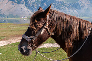 Horses. The domestic horse is a medium-large size perissodactyl mammal belonging to the Equidae...