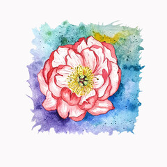 Peony flower set on isolated white background, watercolor illustration of peony, botanical painting, peony on blue background.