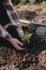 Gardener planting a pant in the ground